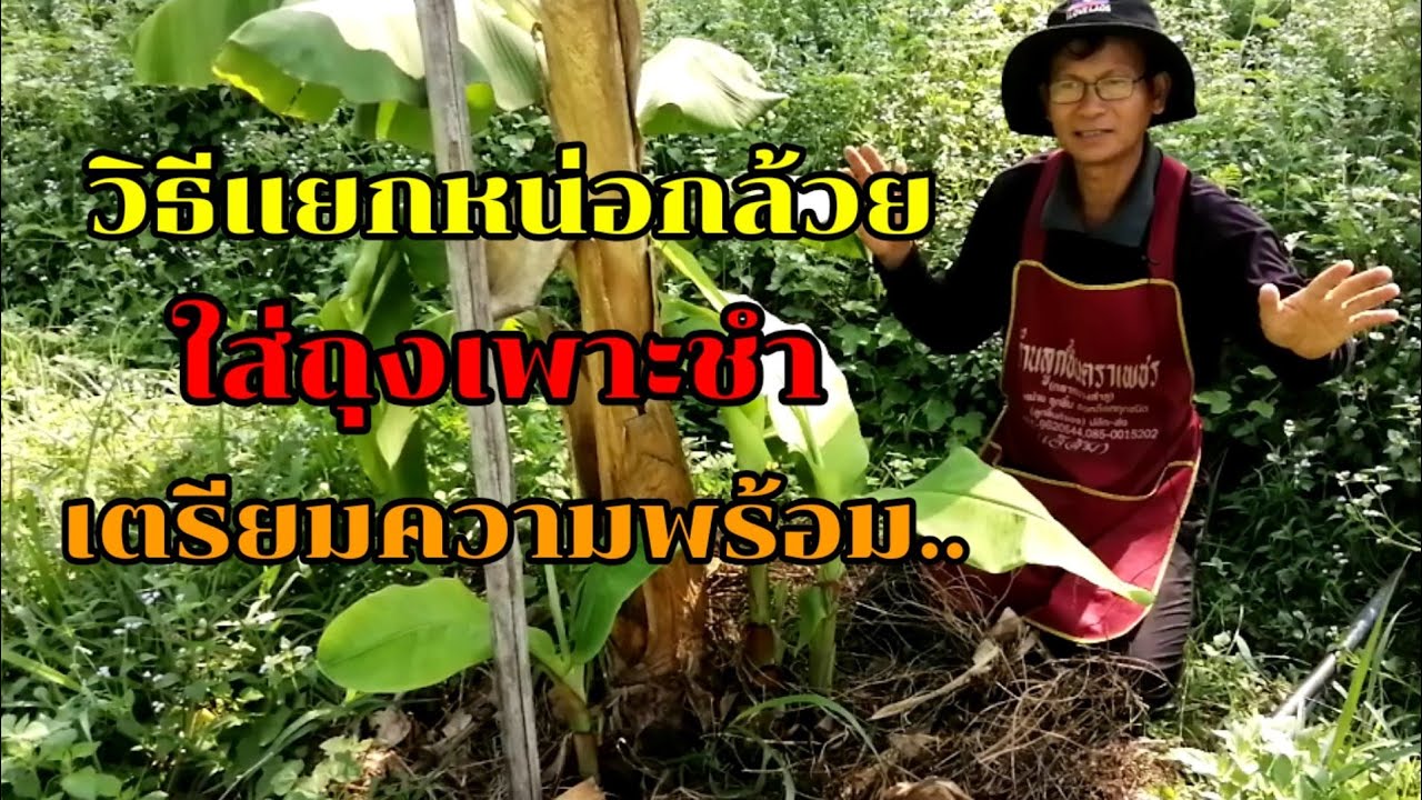 วิธีแยกหน่อกล้วยลงถุงเพาะชำ.เตรียมความพ้อมก่อนการเพาะปลูก
