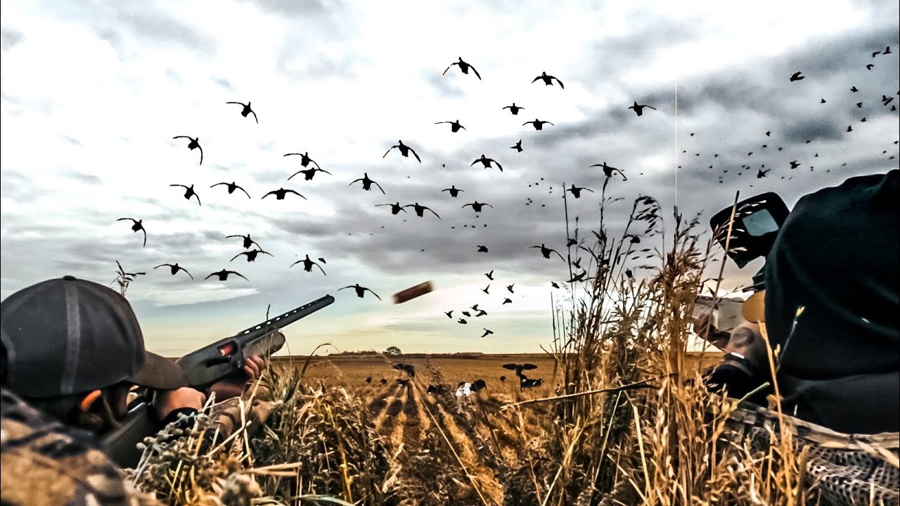 2 GUYS FREELANCE DUCK HUNTING CANADA!