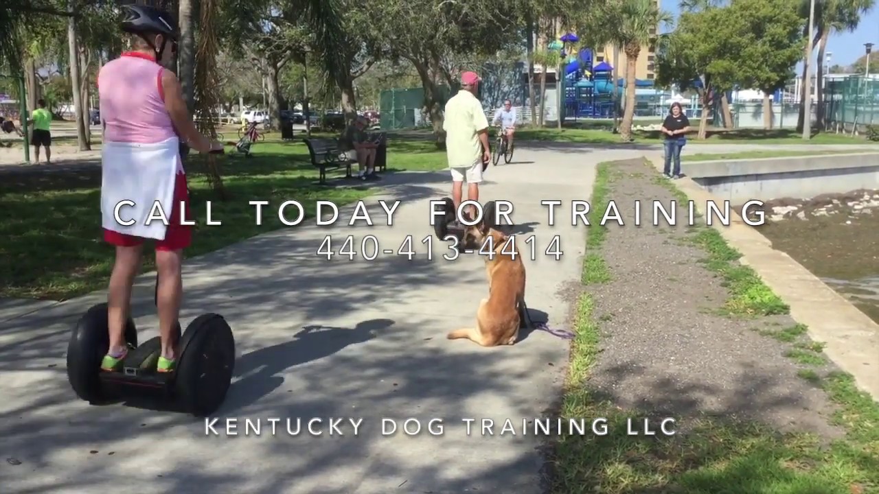 Kentucky Dog Training LLC | Located in Winchester, KY