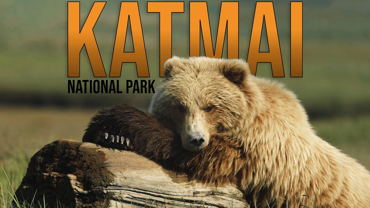 A Day with Alaskan Brown Bears: The Ultimate Close Up View