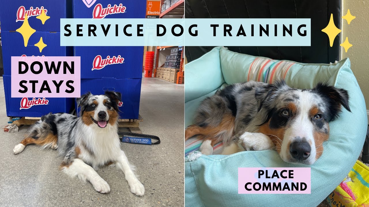 Service Dog For Anxiety Training Vlog: Down Stays, Heel Work,  E-Collar | Australian Shepherd