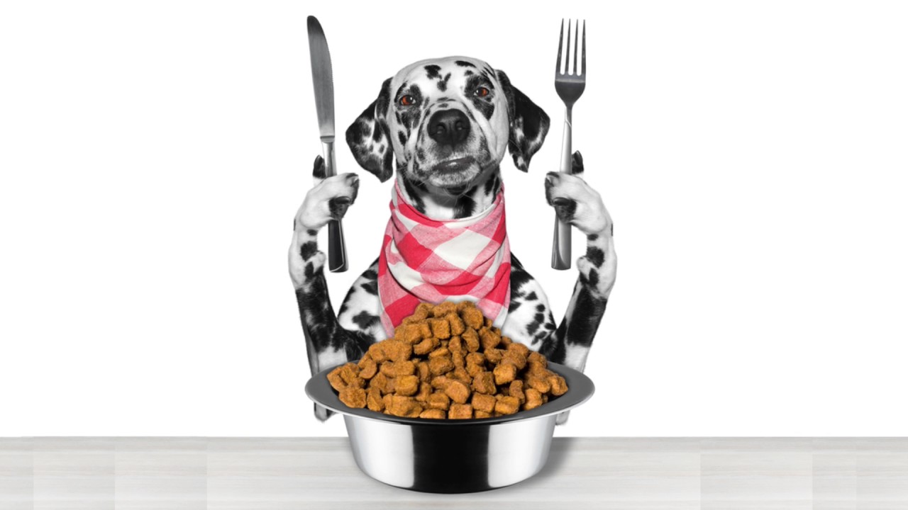 Faut-il acheter une gamelle en hauteur pour son chien ?