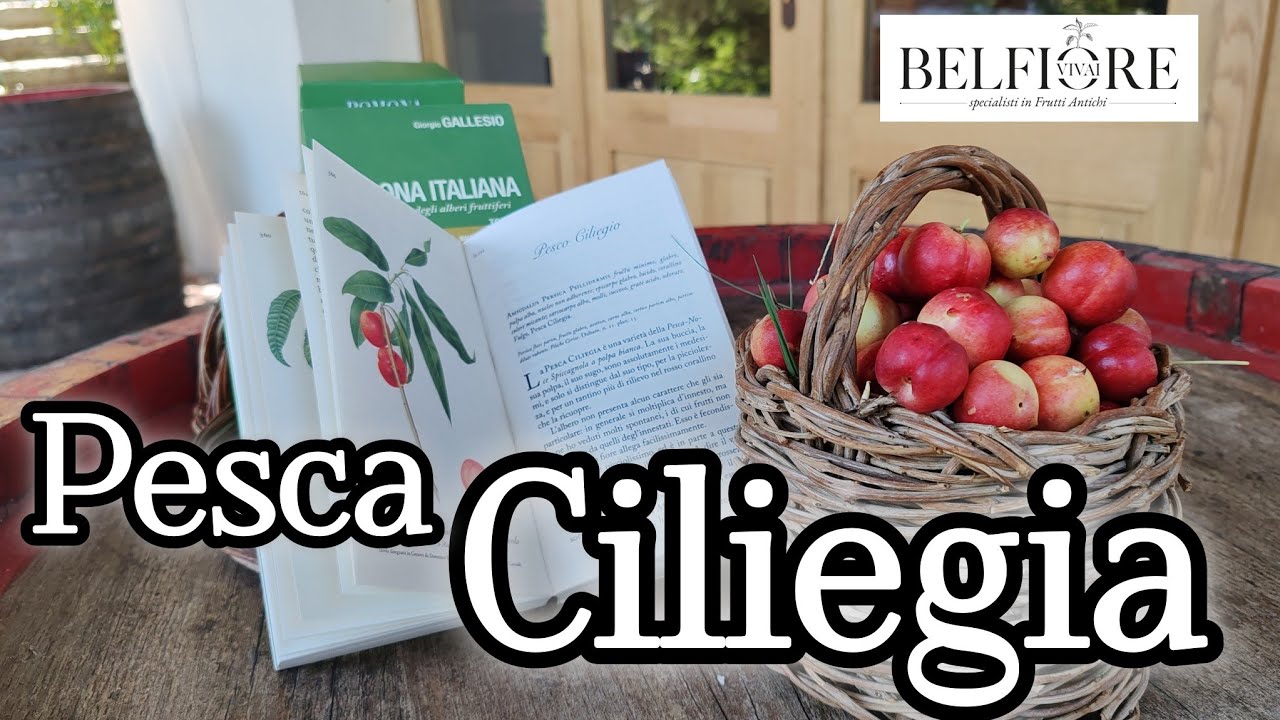 Frutti antichi: la PESCA CILIEGIA, una vera rarit&agrave;!