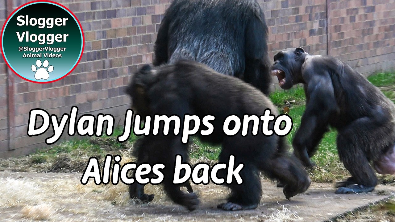 Chester Zoo Chimpanzee Hooting Frenzy and Social Bonding