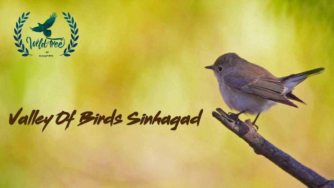Valley of Birds Sinhagad. birding at sinhagad Pune INDIA