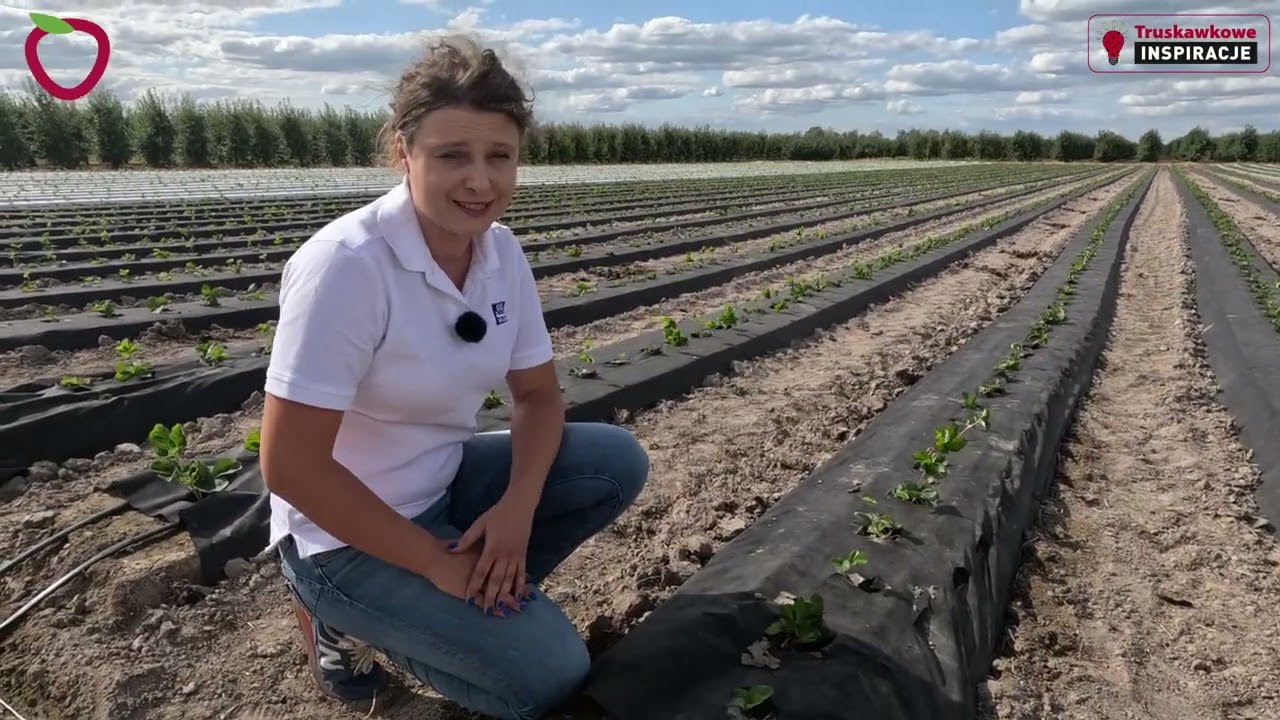 Folia czy agrowłóknina, biała czy czarna? Kolejne doświadczenia w Truskawkowych Inspiracjach