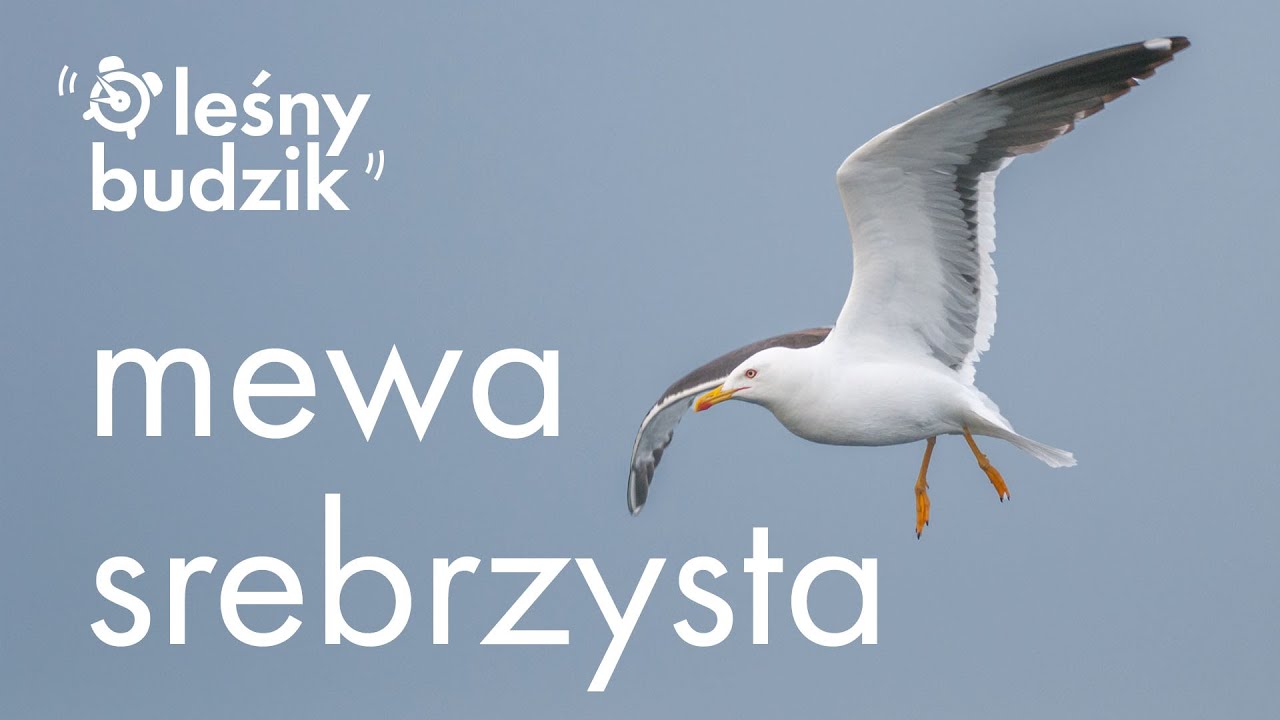 Leśny budzik - mewa srebrzysta