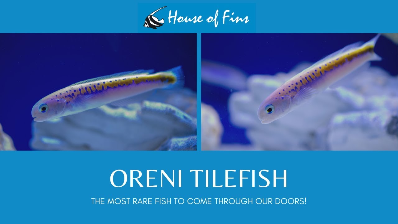 RARE FISH ALERT! The Oreni Tilefish (Hoplolatilus oreni)