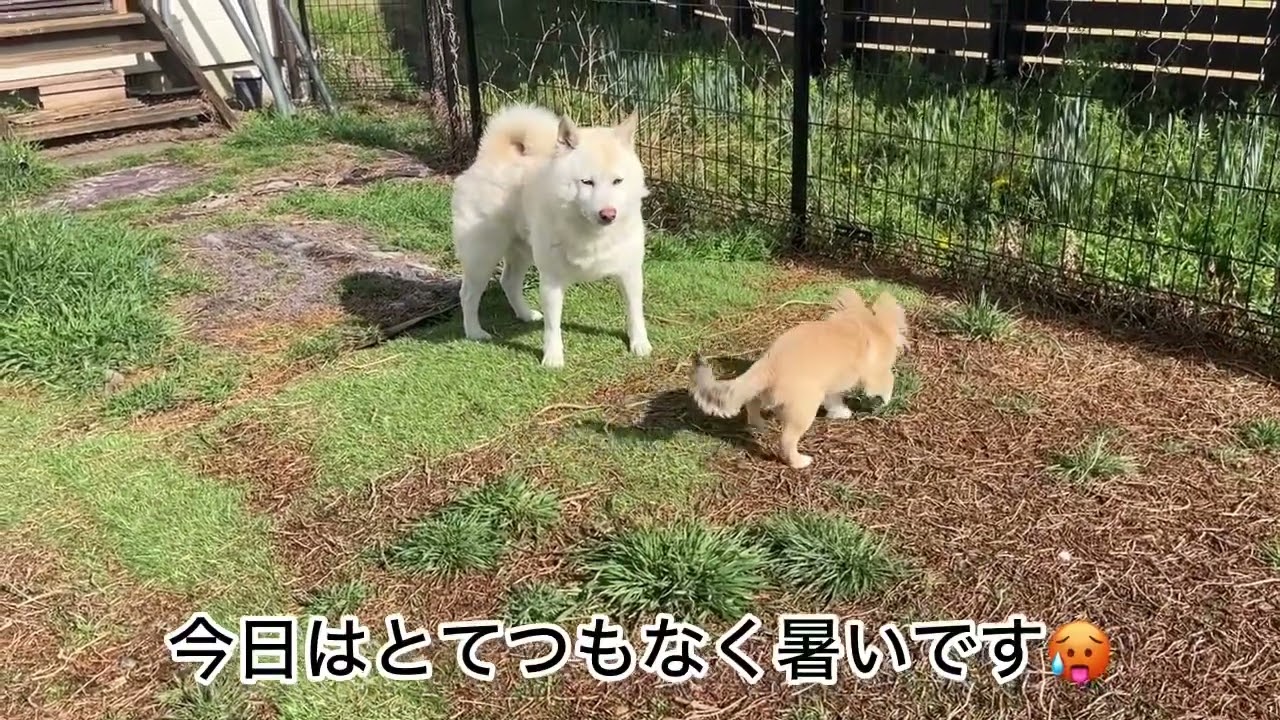 チワワのおふ君で思うワンちゃんの成長速度