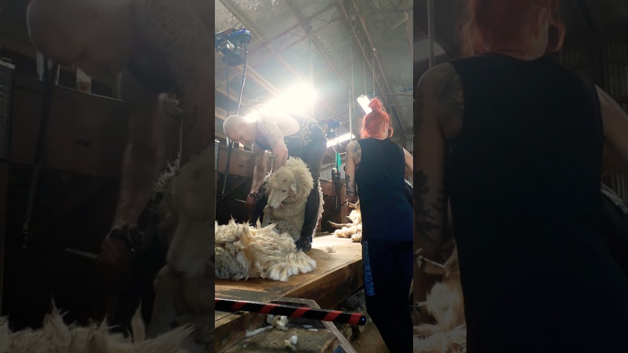 New Zealand Sheep Shearing
