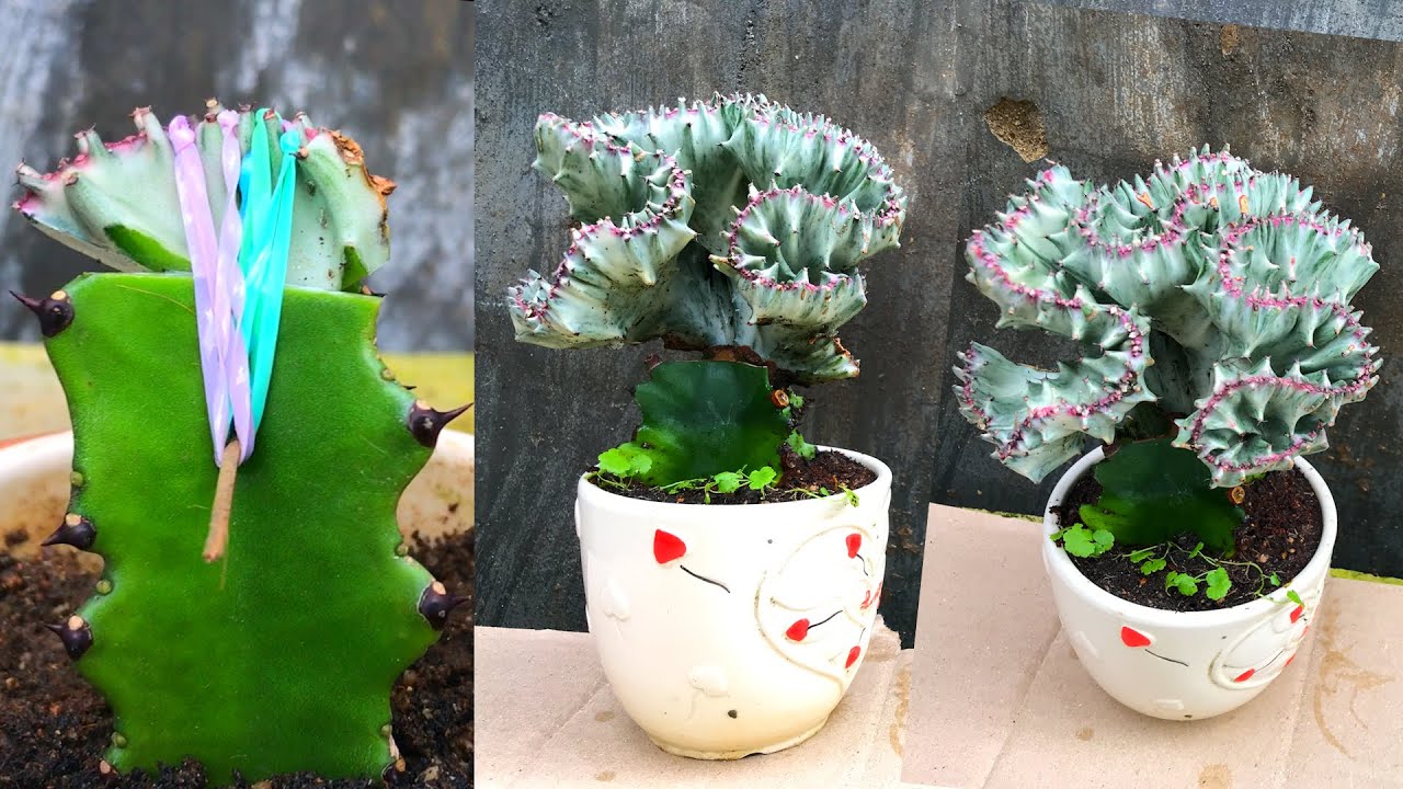 Как пересадить кактус Euphorbia Lactea | Прививаемая молочай Lactea Cristata