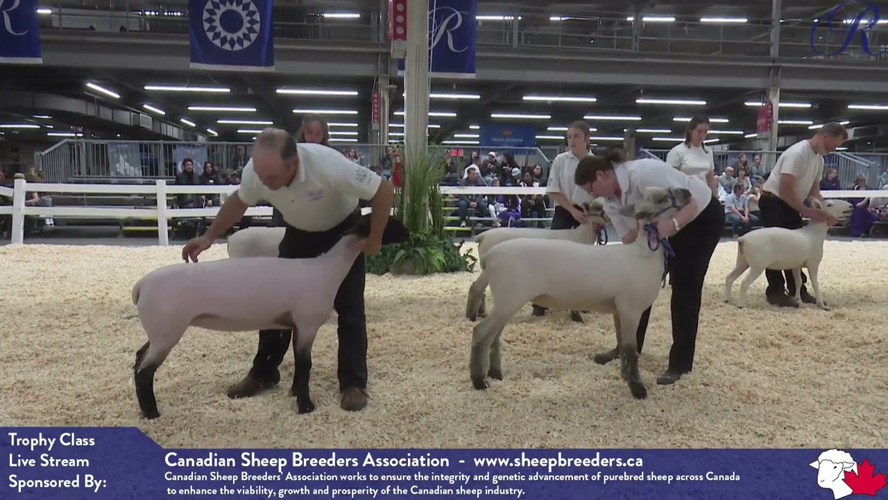 The 2024 Royal Sheep Show: Trophy Classes