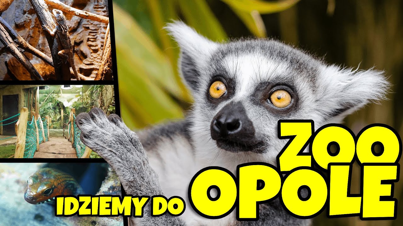ZOO w Opolu - Opolski Ogród Zoologiczny. Pawilon bezkręgowców, płazów i gadów