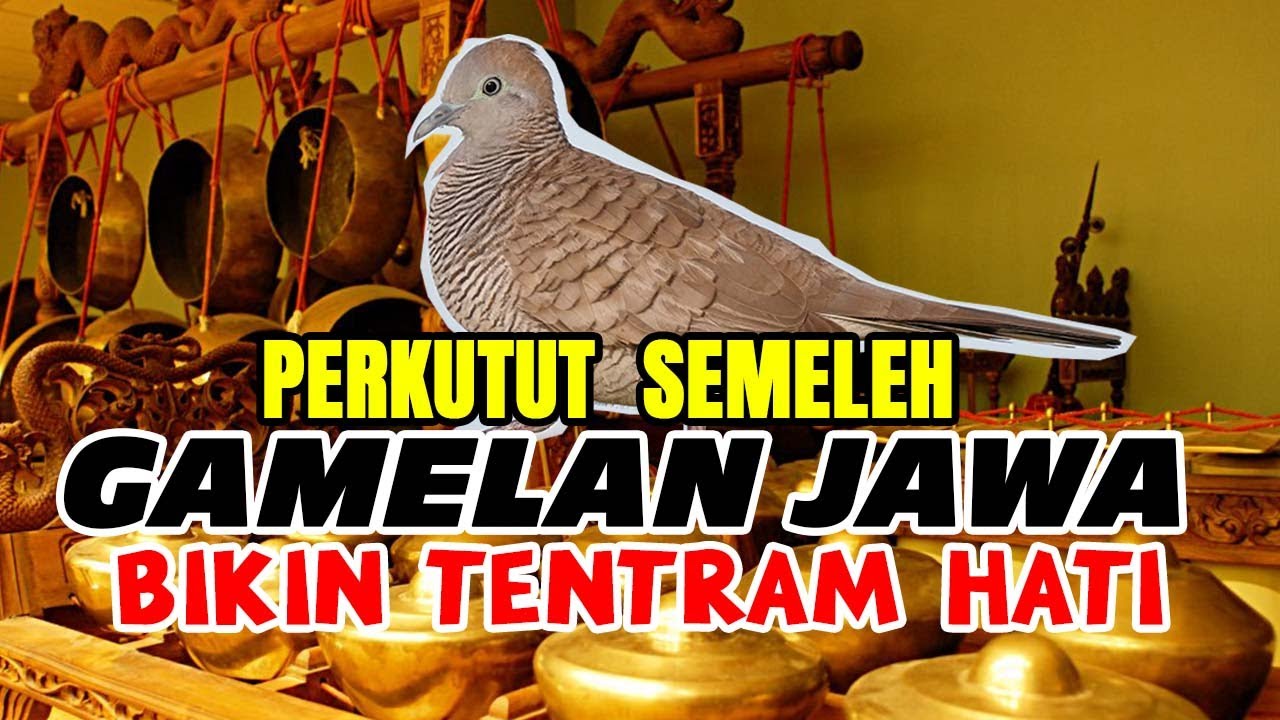 PERKUTUT LOKAL GACOR. CROSING MANGGUNG GAMELAN JAWA