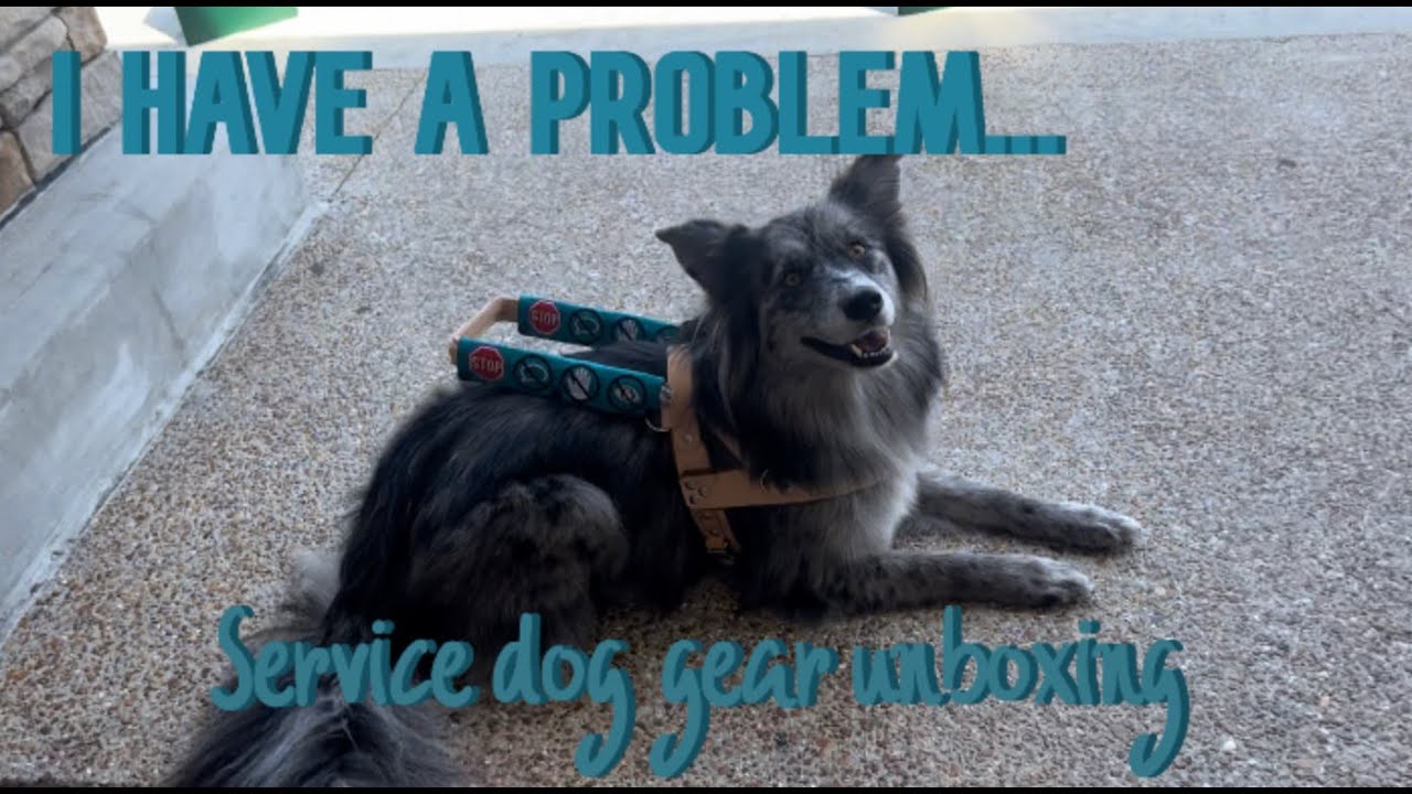 Yup collars guide harness unboxing!