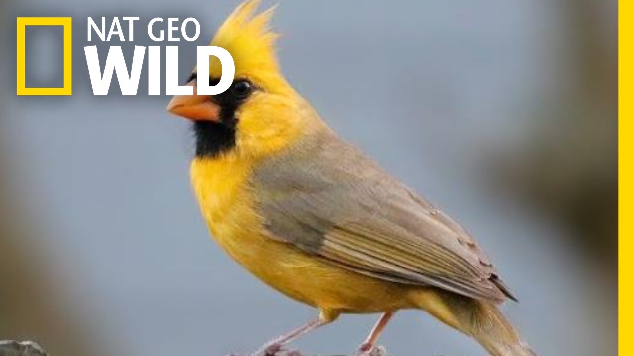 Watch: Rare Yellow Cardinal Spotted in Alabama | Nat Geo Wild
