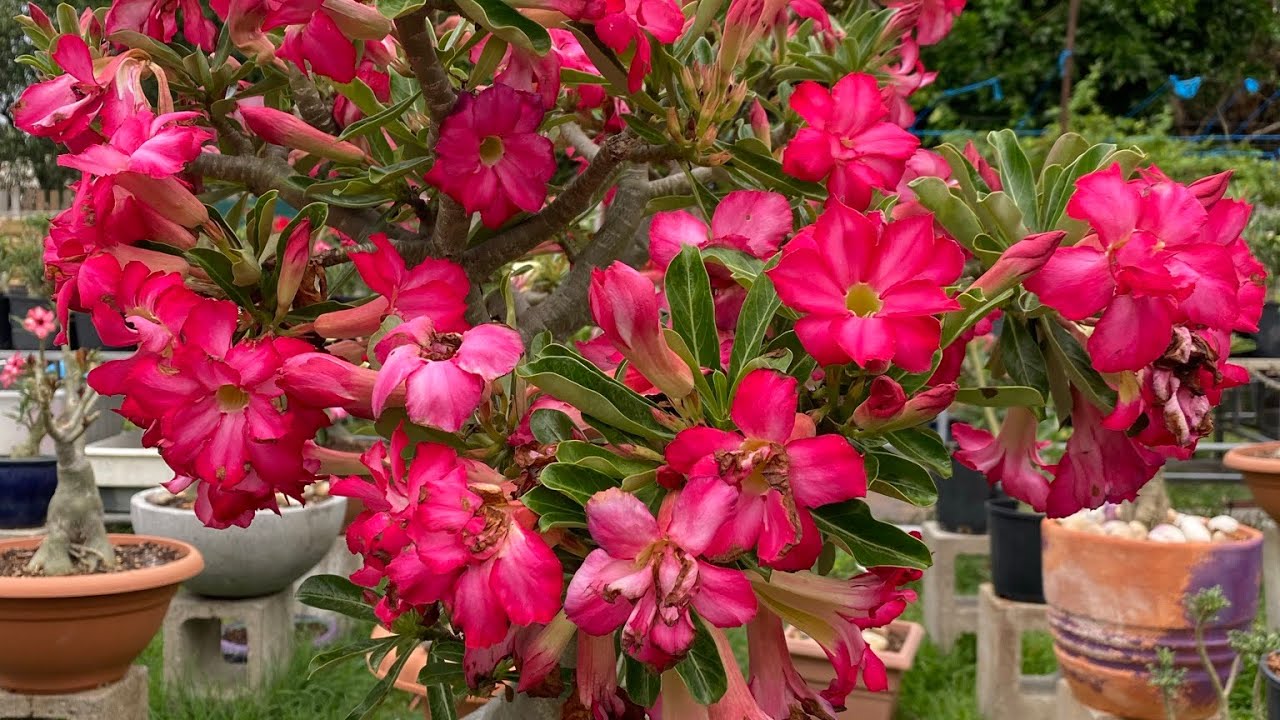 ADENIUM GARDEN TOUR / Beautiful flowers