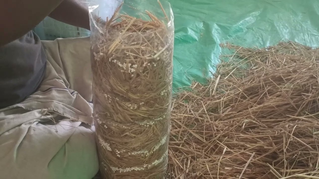 காளான் படுக்கை தயாரிப்பது எப்படி 9342682896 # mushroom bag preparation # mushroom farm tamil