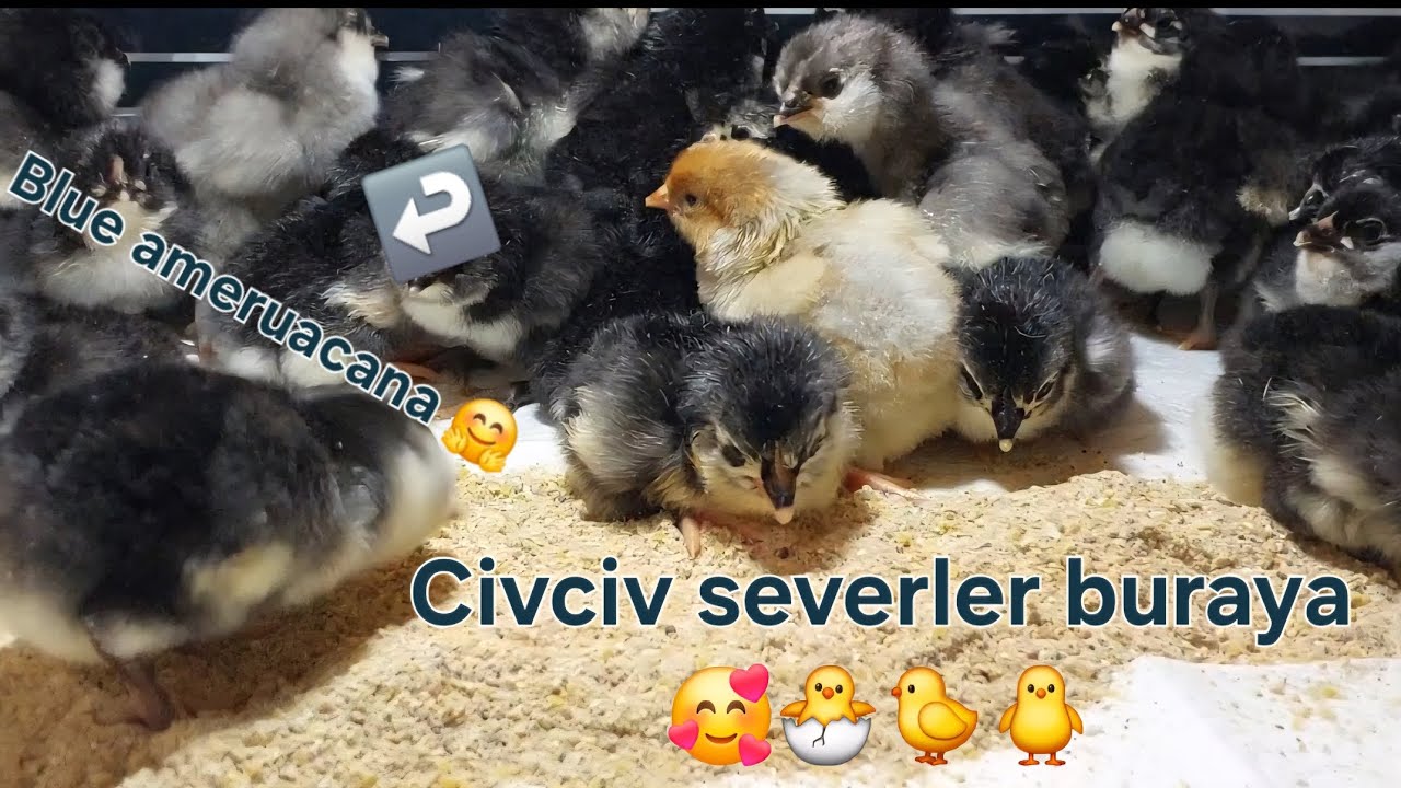 ÇIKIMLARA DEVAM EDİYORUZ!🤗🐥🐤🐣🐓🐔