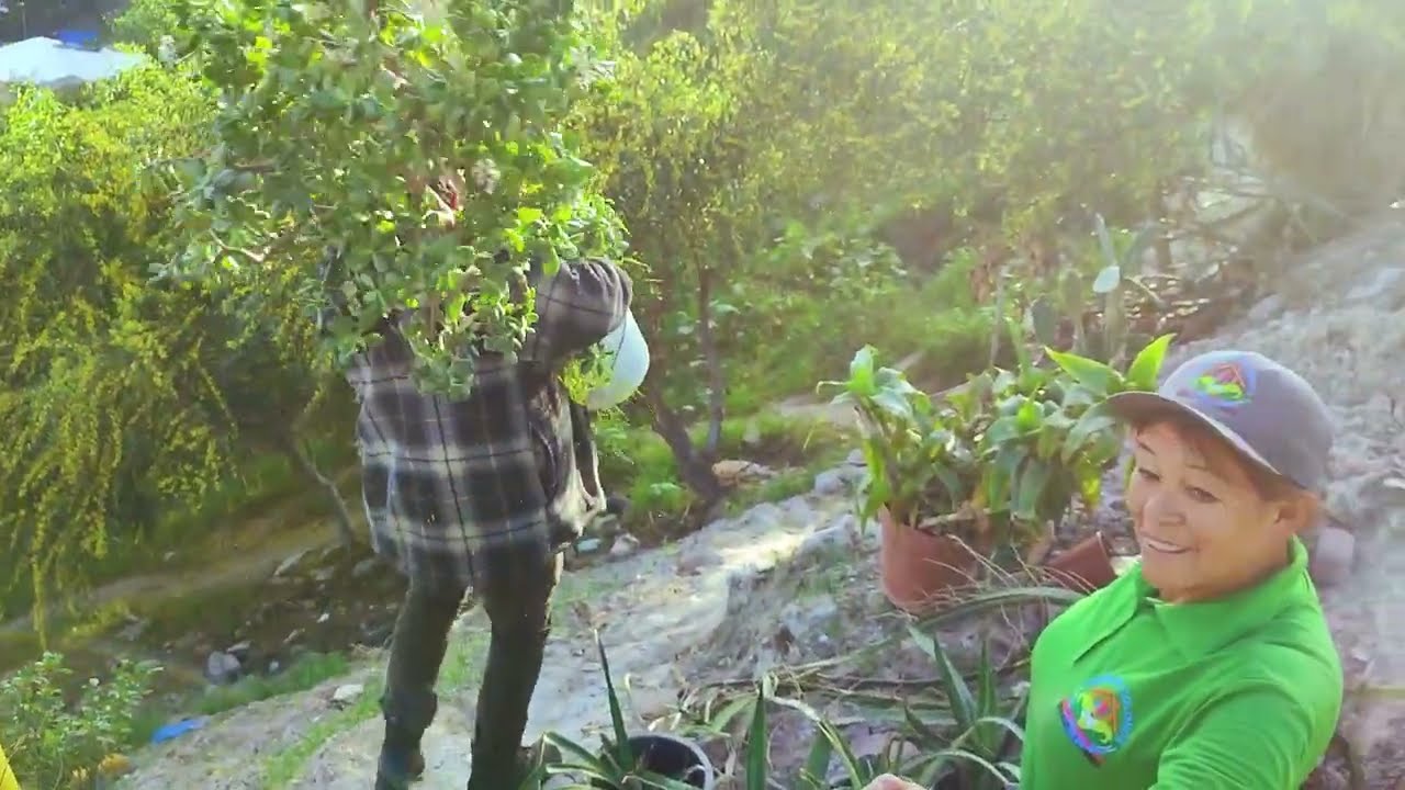 jornada de reforestación,
