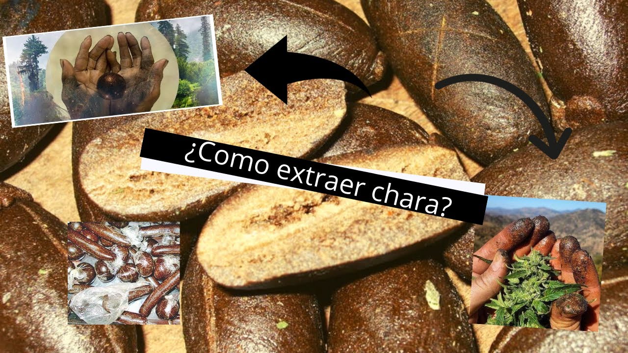 Como hacer chara o hachis casero (+18)