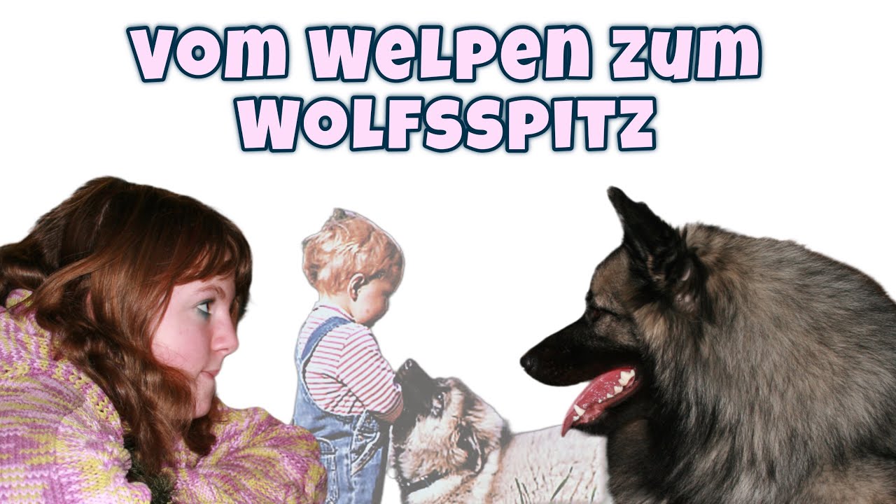 Vom Welpen zum Wolfsspitz ❤️