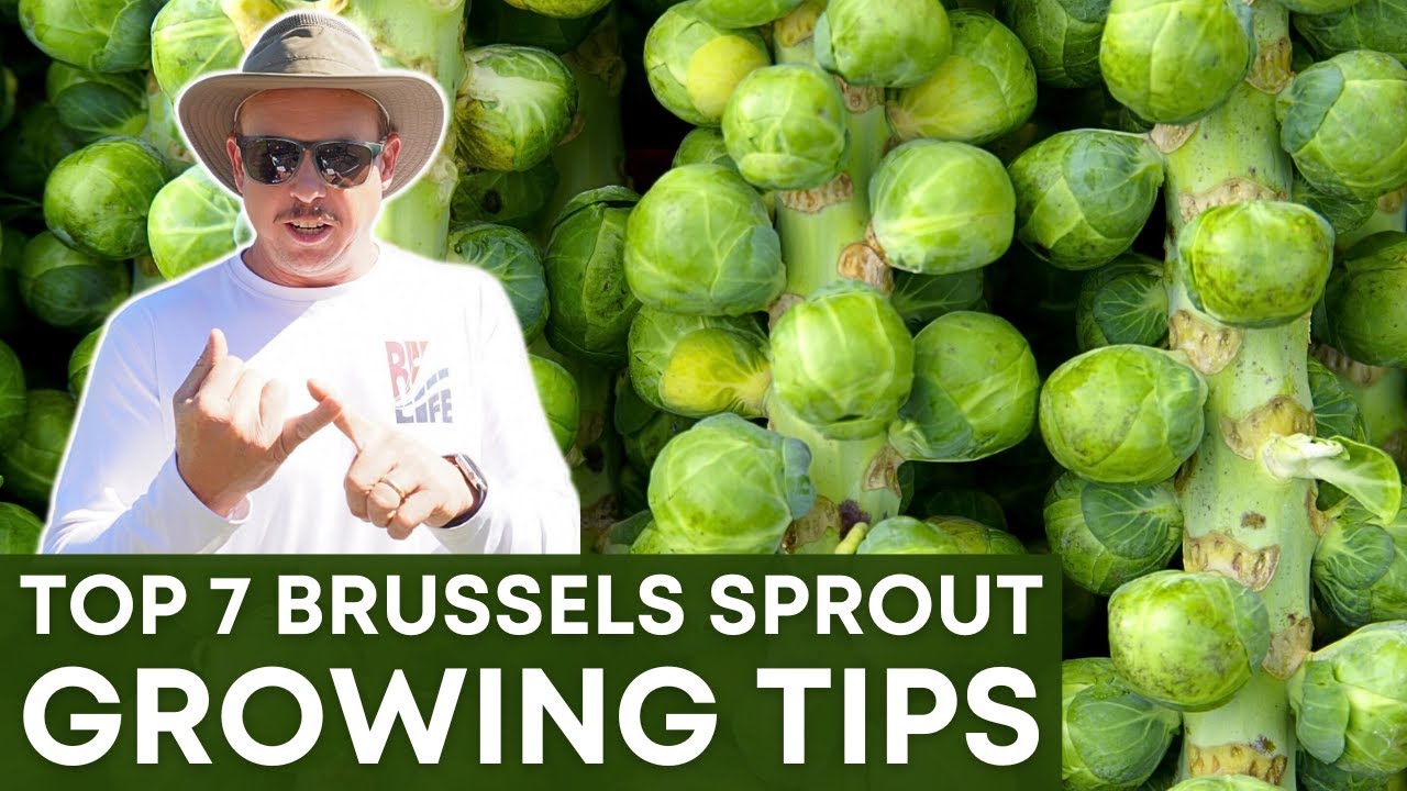 Grow BRUSSELS SPROUTS Like a Pro with These 7 Simple Tips