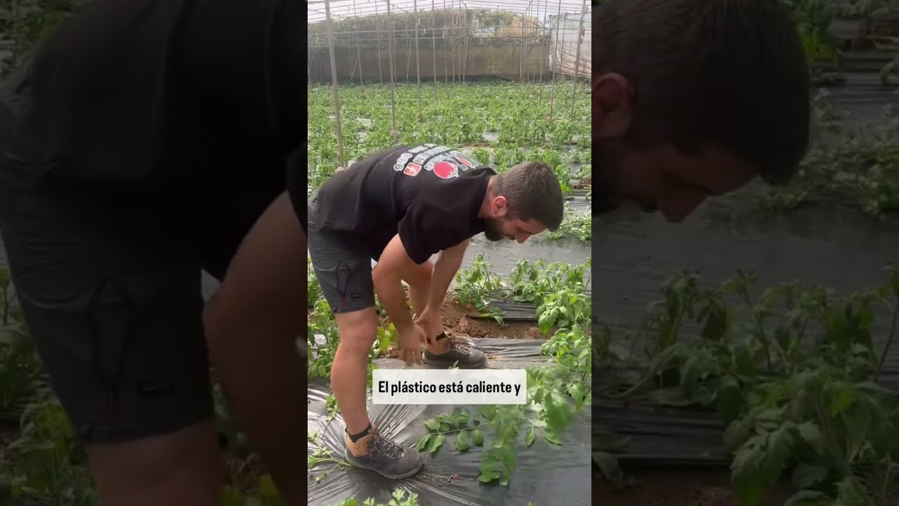 TOCA ACLIMATARSE DE NUEVO AL CALOR🔥 Las plantas lo sienten como unoMira quemimamos a nuestro tomate🍅