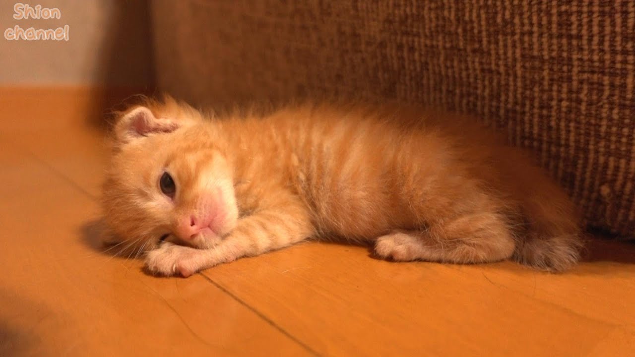 【生後20日】遊び疲れて目を開けたまま寝落ちしてしまう子猫