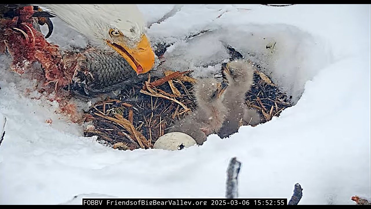 Jackie and Shadow trade places, feeding the chicks and 3rd egg has a pip!  2025 03 06 19 54 50 640