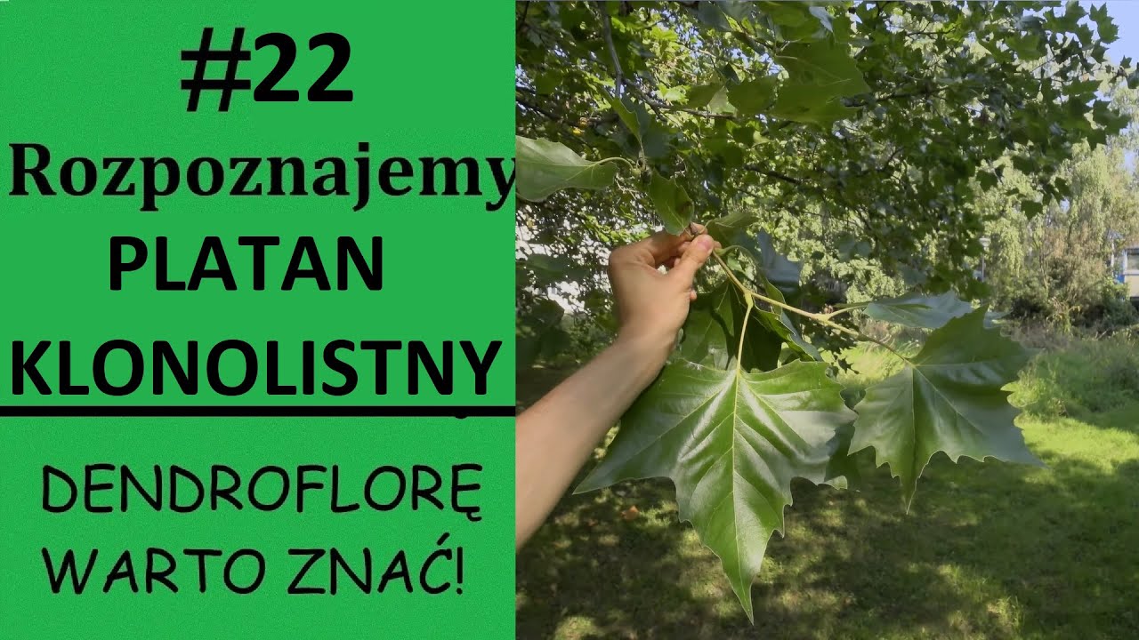 Rozpoznajemy platan klonolistny