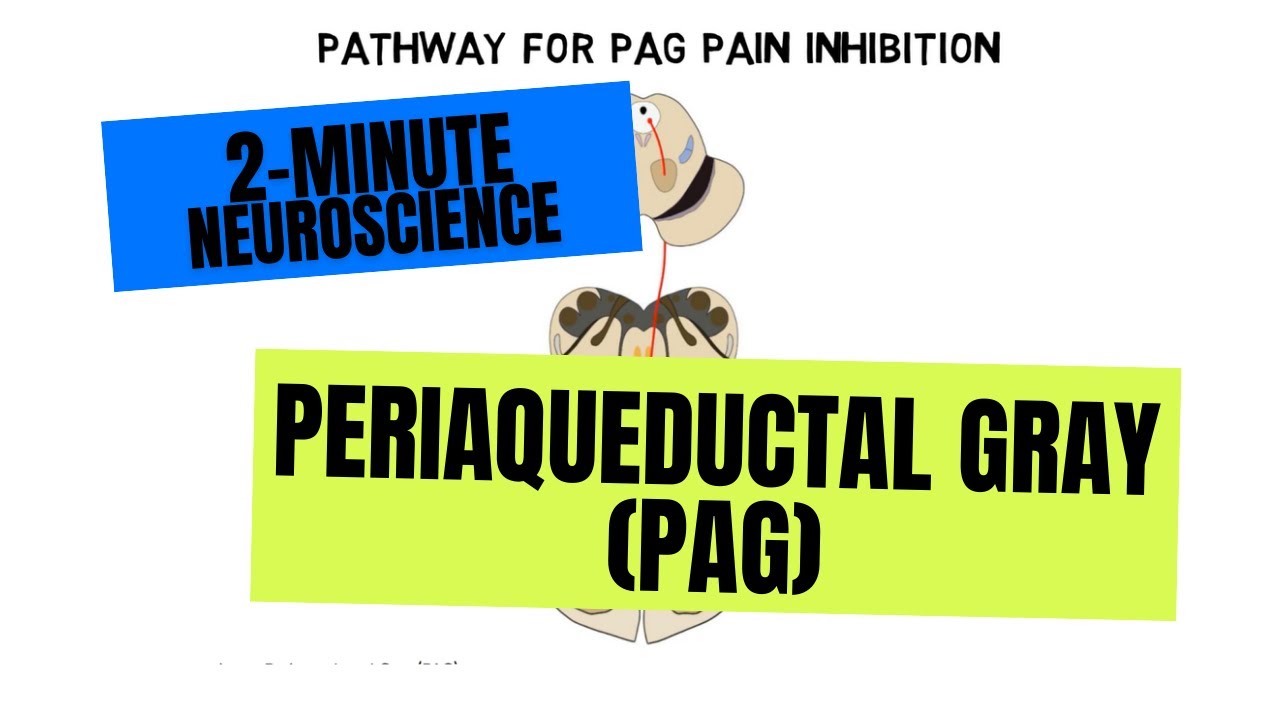 2-Minute Neuroscience: Periaqueductal Gray (PAG)