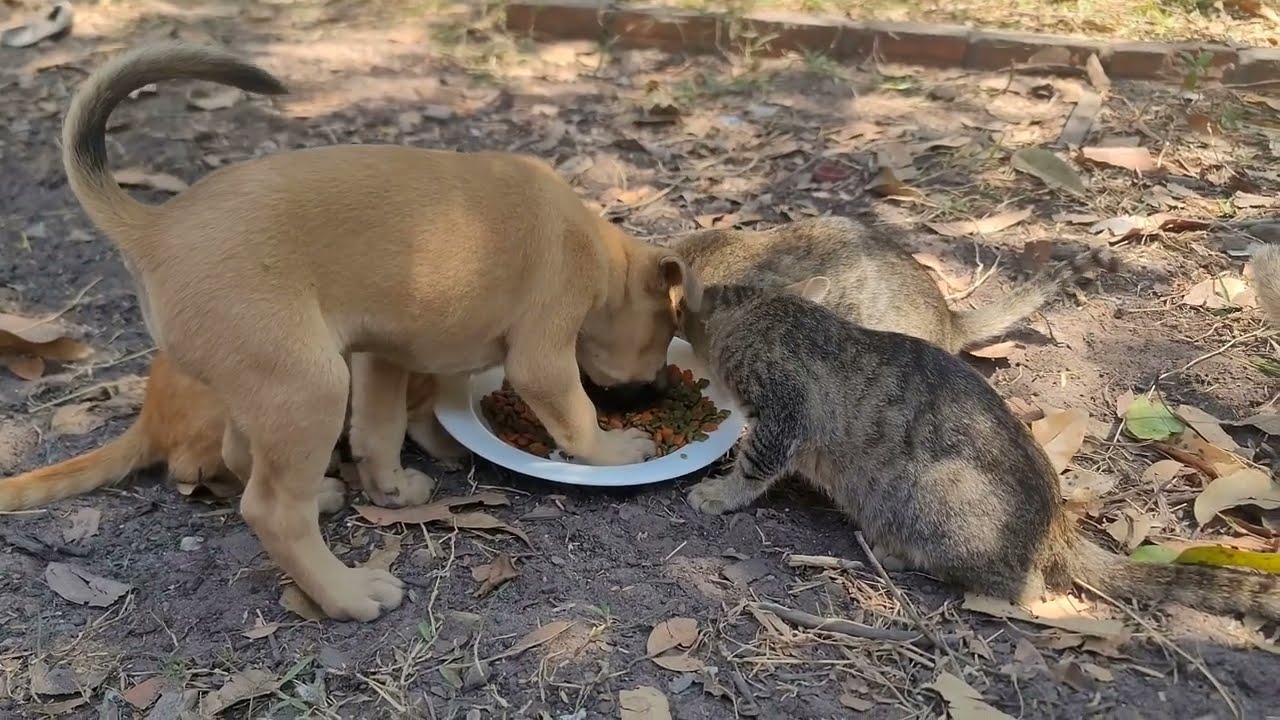 Daily Routine with My Foster Pets | Love, Care & Happy Animal Moments