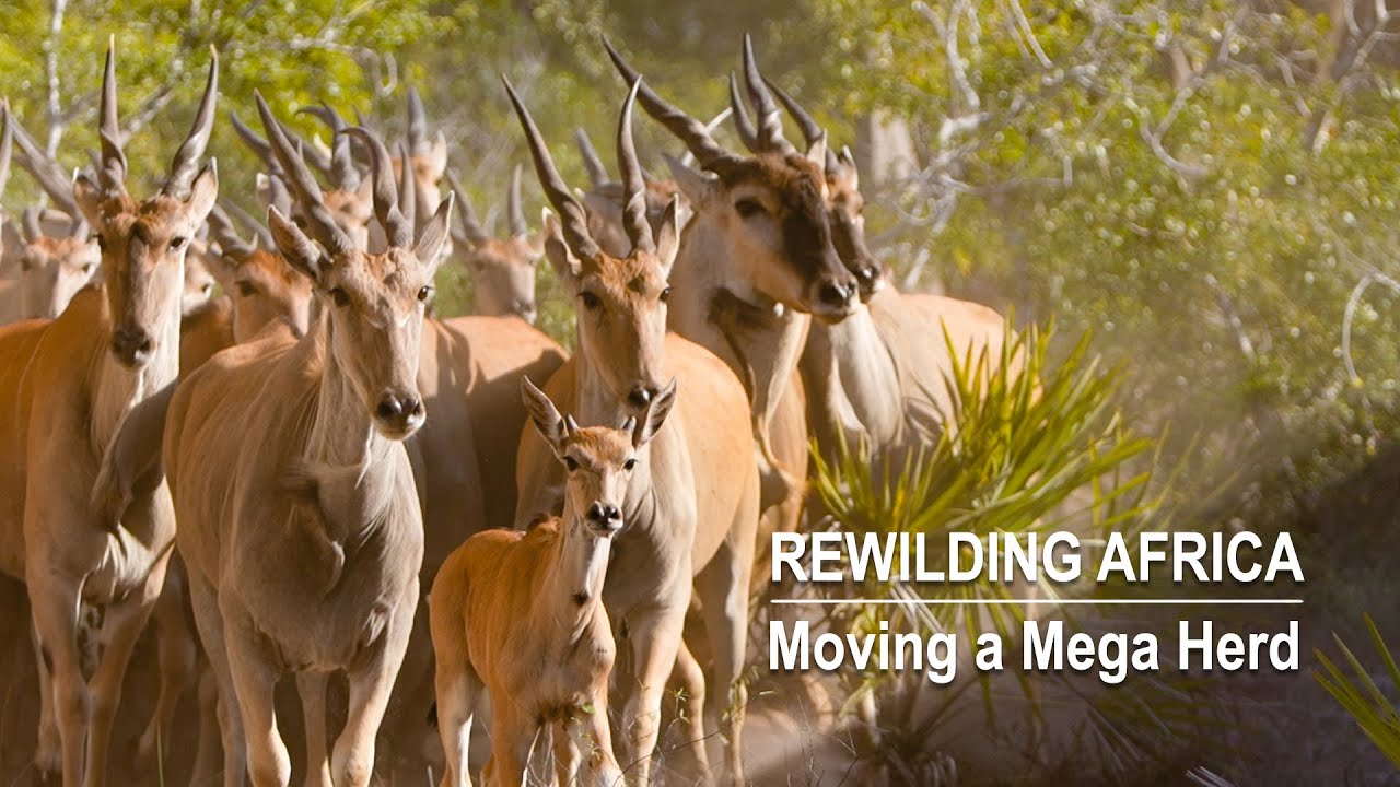 Rewilding Africa: Moving a Mega Herd