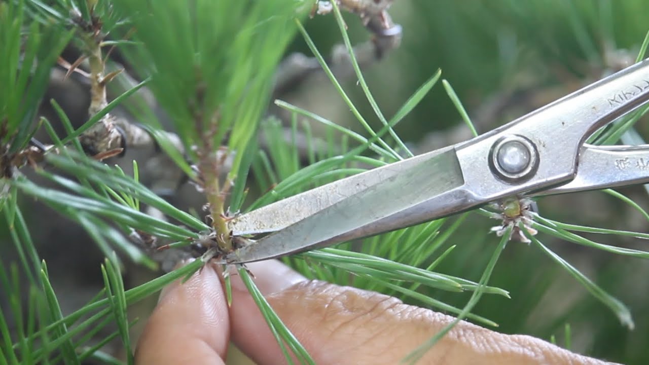Pine Mekiri  赤松の芽切り