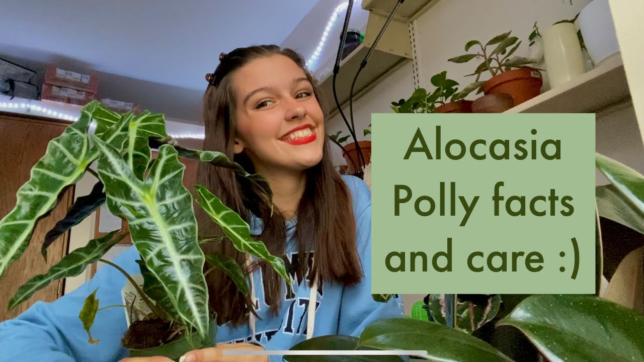 Alocasia Polly Facts and Care Tips | Alocasia Amazonica | Plant Spotlight