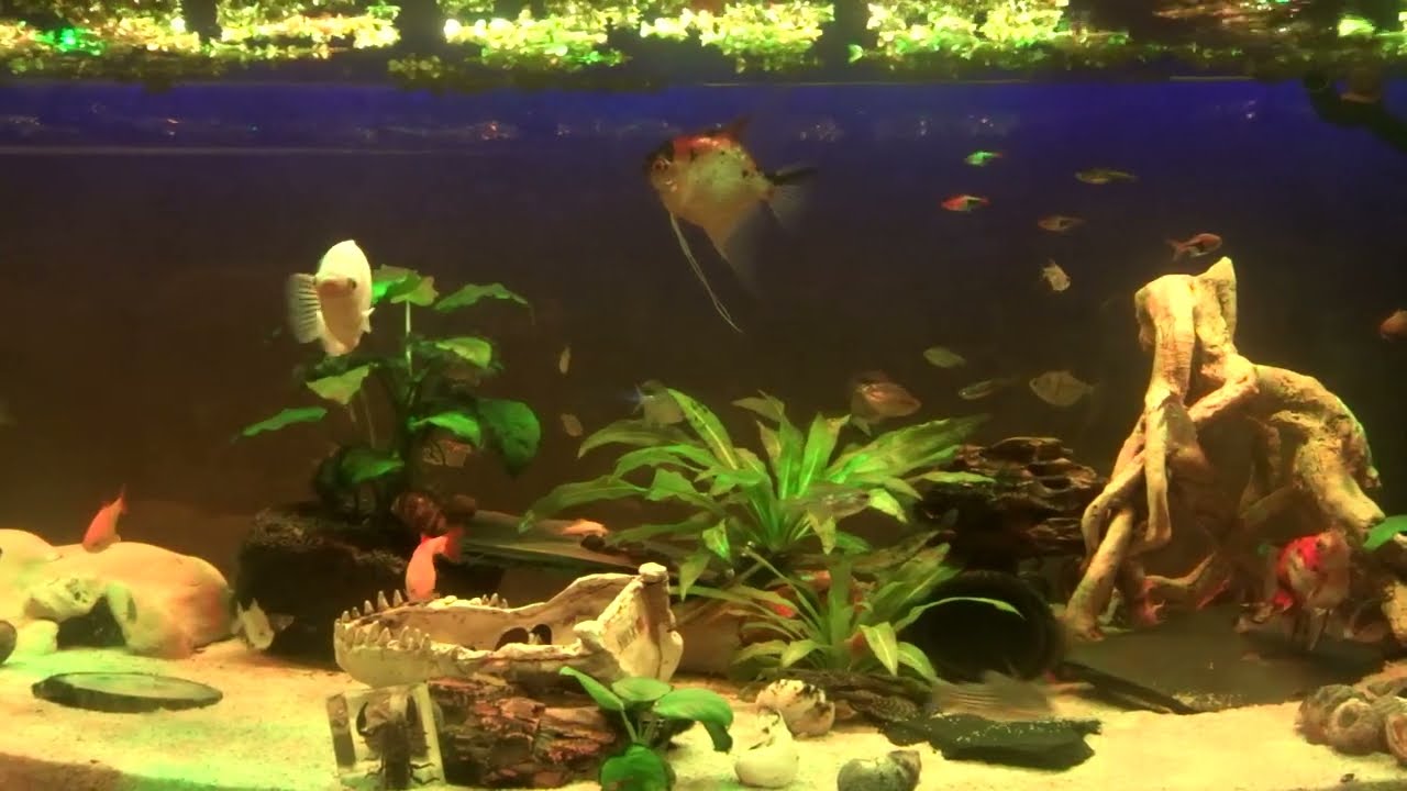 Phrantynium  Vision 450 Juwel 2025 (X-Mass)