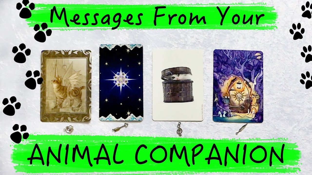 (EK Oracle) Messages From Your Animal Companion ~ Pick a card Animal Psychic Reading 🐈🐕🐇🐎🦜