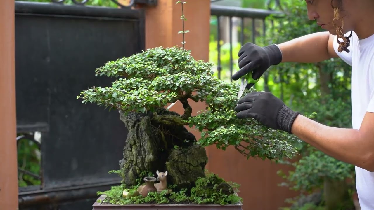 Philippine Bonsai Tree | Mulawin Surot