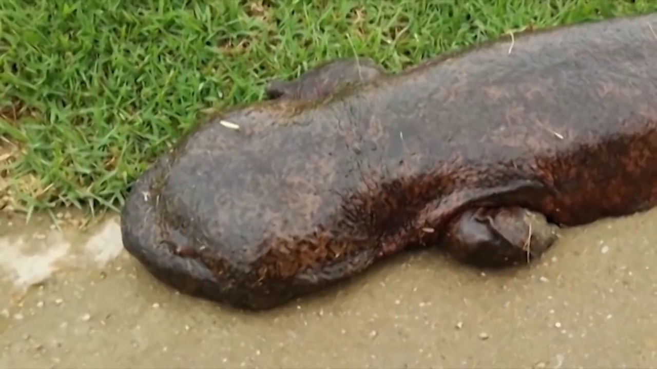 10 Существ, Которые Обитают в Пещерах