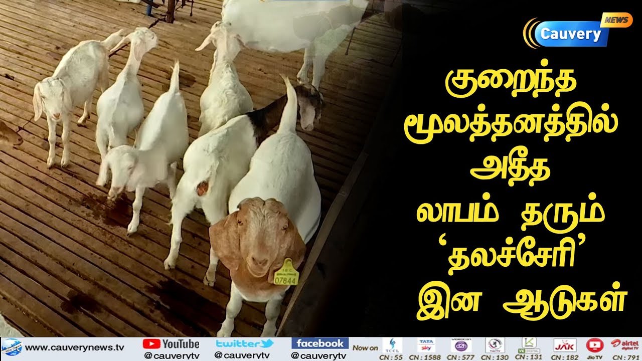 விவசாயத்தில் புதுமை... ஆட்டுப் பண்ணையில் அமோக லாபம் | Manvaasanai