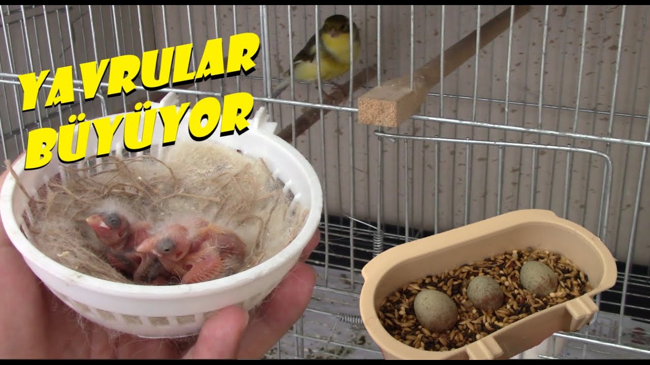 Kanarya YAVRU - YUMURTA VLOG | Yavru Kanarya Bakımı | Yavrular 1 HAFTALIK Oldu
