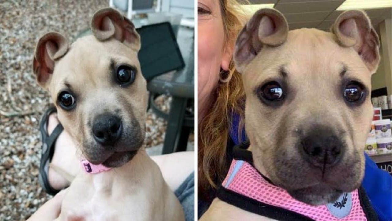 Meet Cinnamon, The Puppy With Adorable &lsquo;Cinnamon Roll&rsquo; Ears