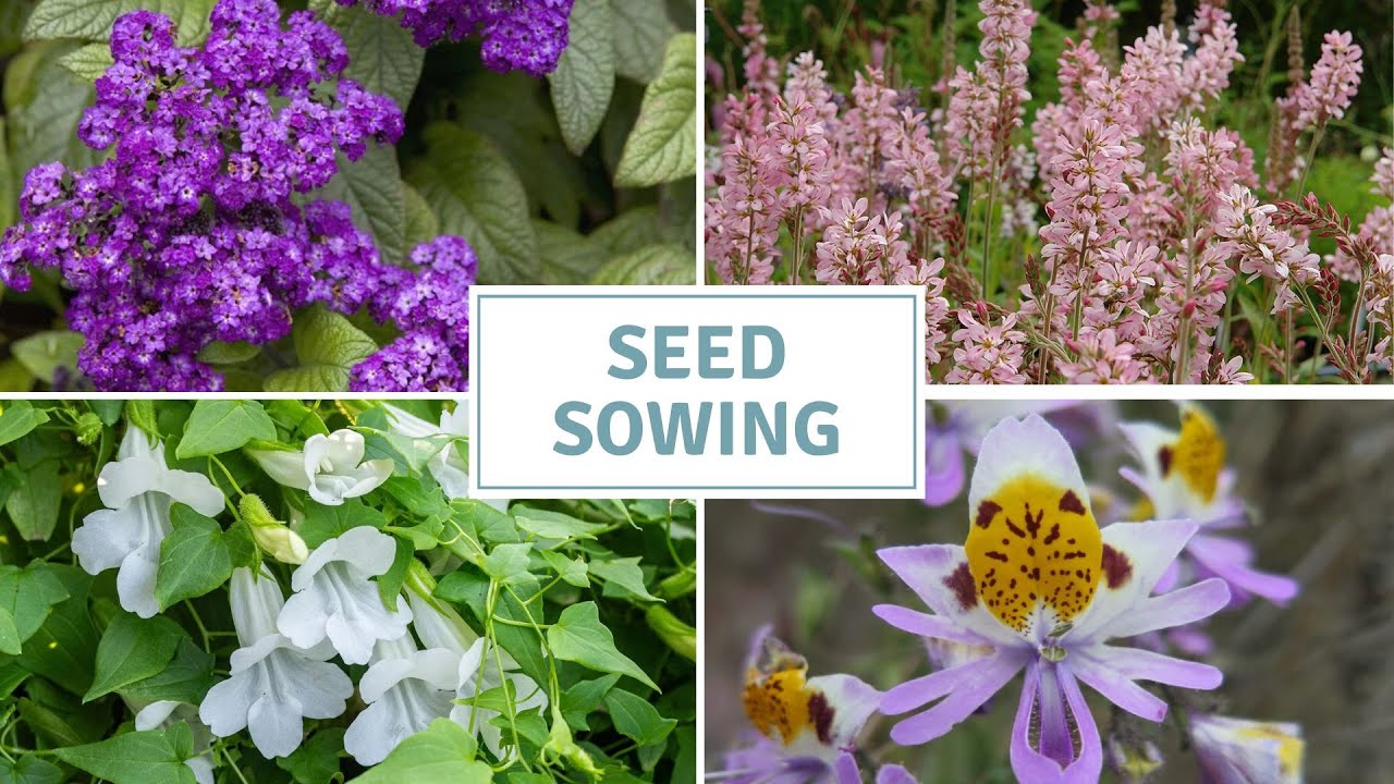 Exciting Seed Sowing For Summer Colour // Cottoverdi