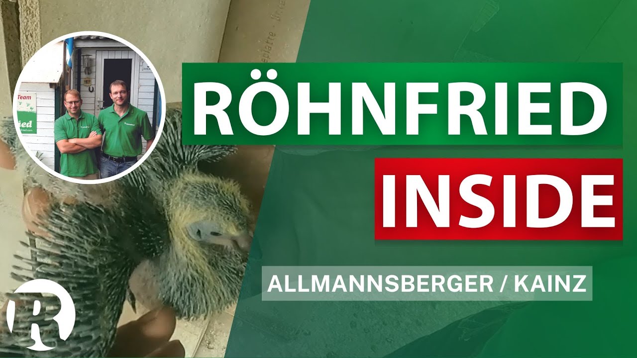 Röhnfried Inside - SG Allmannsberger / Kainz - Brieftaubensport