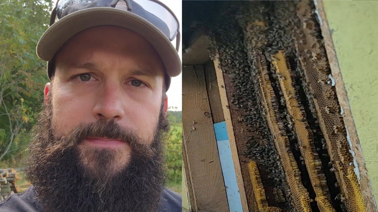 Removing Bees From A Shed Wall And Other Evening Projects (Weekly Peak 1)