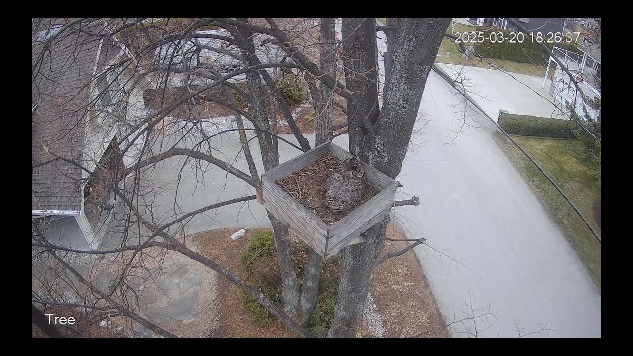 Owl Cam Live Stream