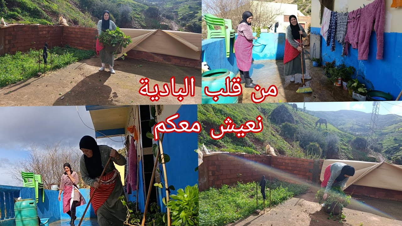 الرياح الكثيفة تظرب الجبال بقوة والبحث عن طعام للبقر