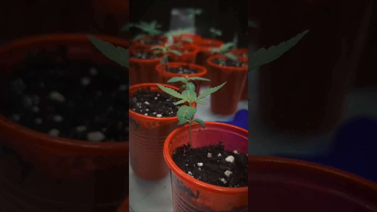 Selecci&oacute;n de semillas REGULARES - Seguimiento cultivo INDOOR LED #cannabiseducation