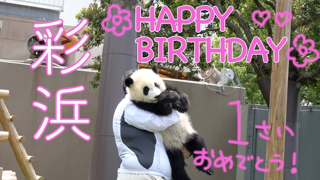 🐼【祝・1歳】🌸赤ちゃんパンダ彩浜🌸おたんじょうびおめでとう!! 💕🎁🎂